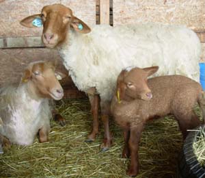 Tunis Sheep and Lamb