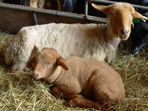 Tunis Sheep with Lamb